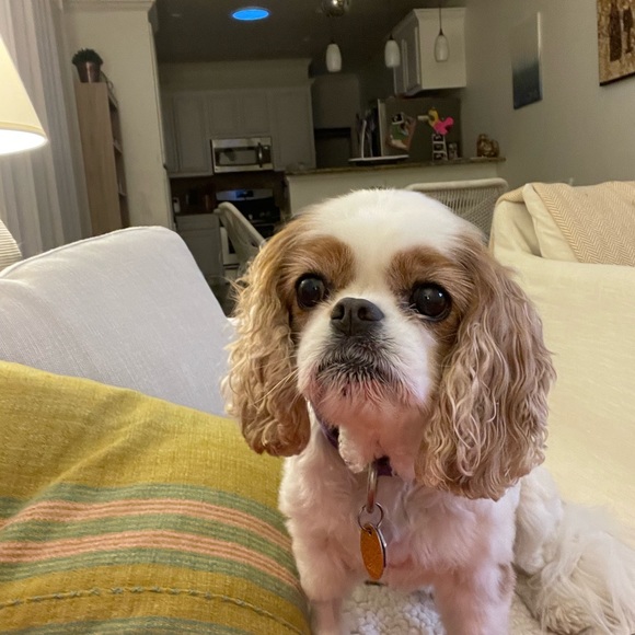 Meet your Posher, Emily - Picture 1 of 1